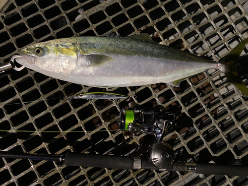 ハマチの釣果