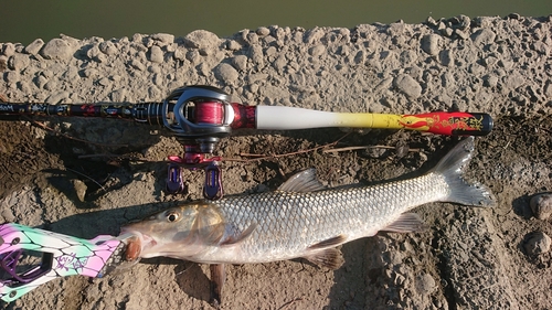 ニゴイの釣果