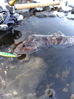 アイナメの釣果