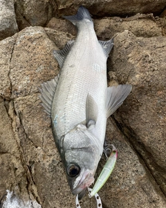 ヒラスズキの釣果