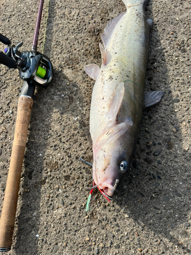 アメリカナマズの釣果