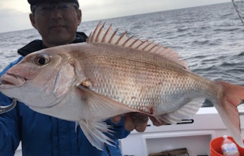 マダイの釣果