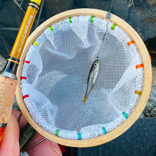 カワムツの釣果