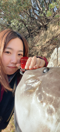 ウスバハギの釣果