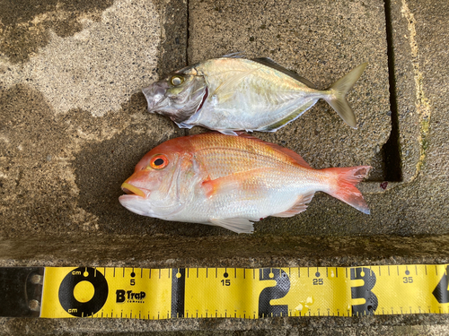 レンコダイの釣果