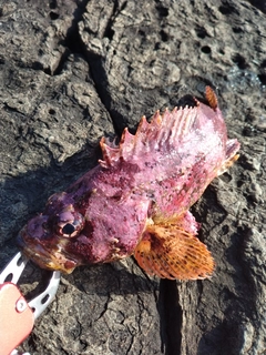 ヨロイメバルの釣果