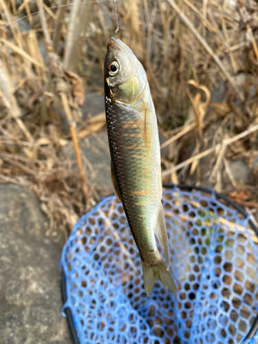 オイカワの釣果