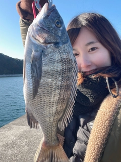 チヌの釣果