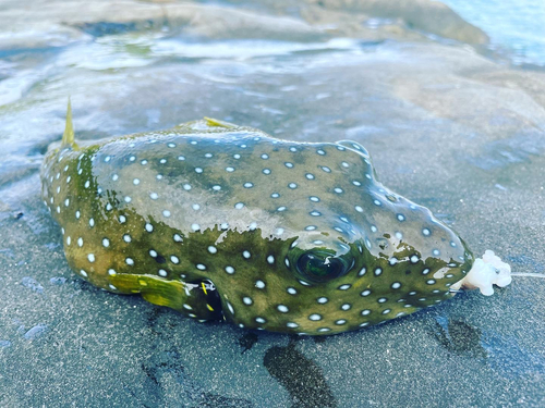 ノコギリガザミの釣果