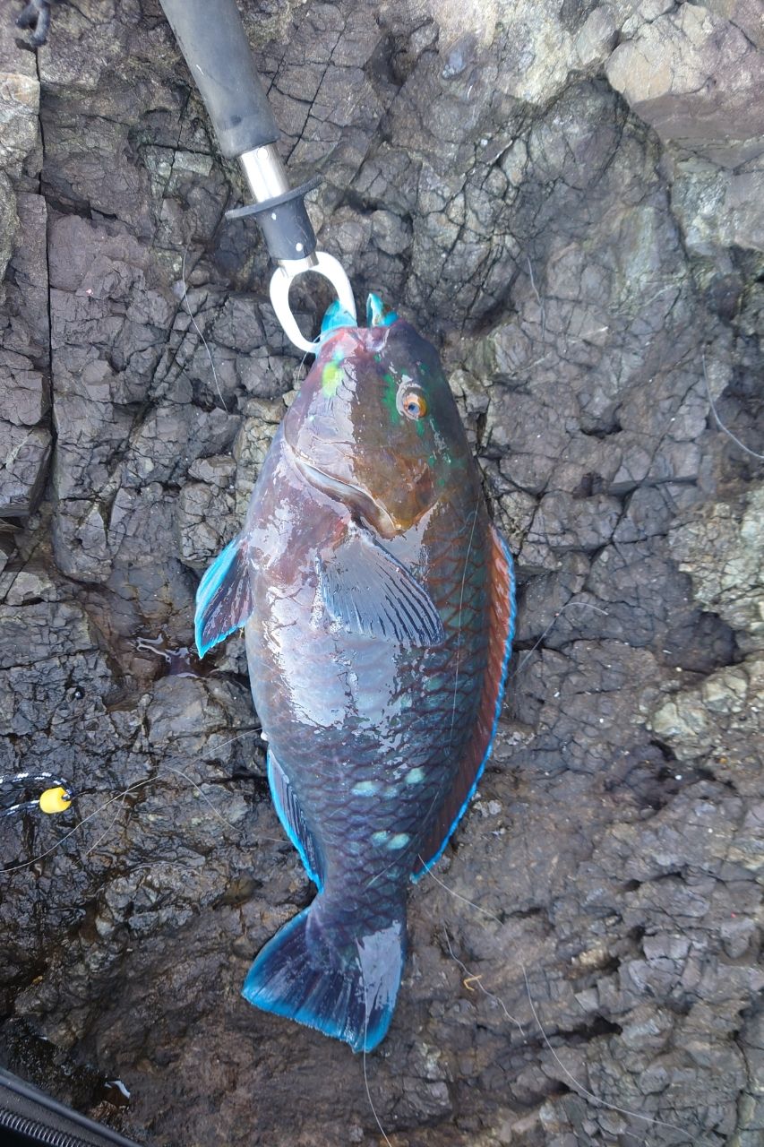 トウフさんの釣果 1枚目の画像