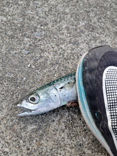 サバの釣果