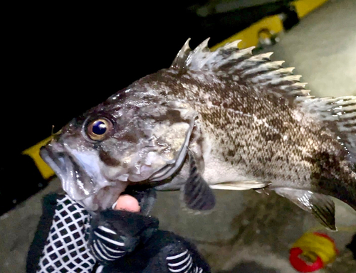 クロソイの釣果