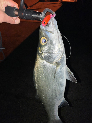 セイゴ（ヒラスズキ）の釣果