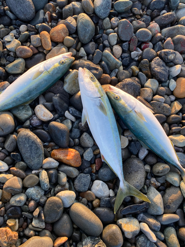 イナダの釣果