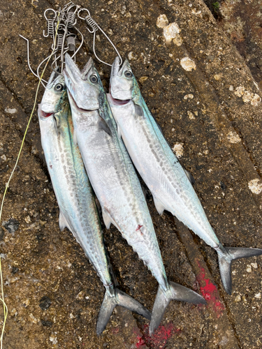 サゴシの釣果