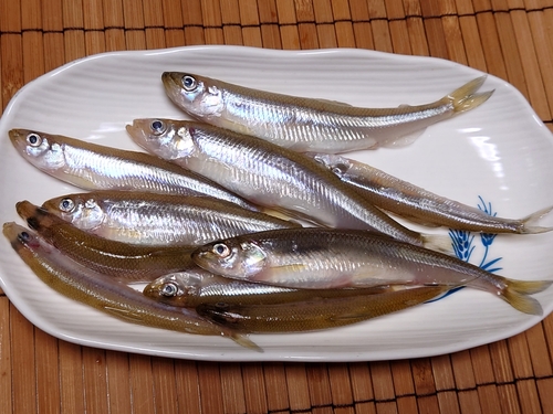 ワカサギの釣果