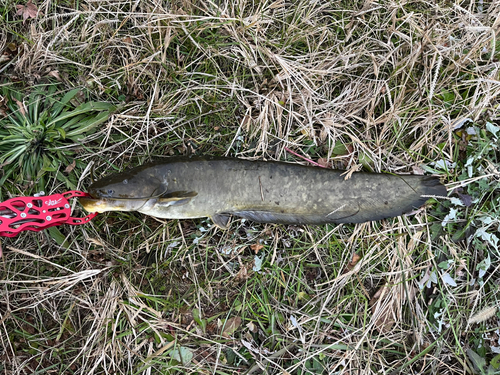 ナマズの釣果