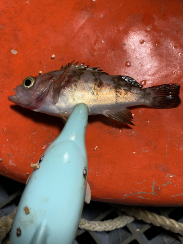 メバルの釣果