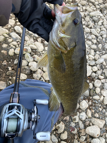 スモールマウスバスの釣果