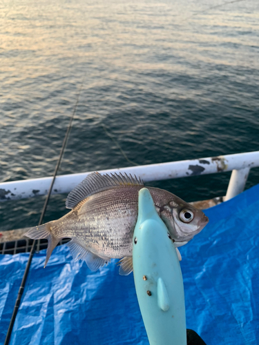 ウミタナゴの釣果