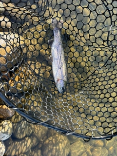 ニジマスの釣果