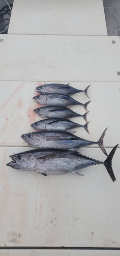 ビンチョウマグロの釣果