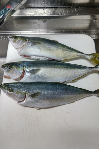 ハマチの釣果