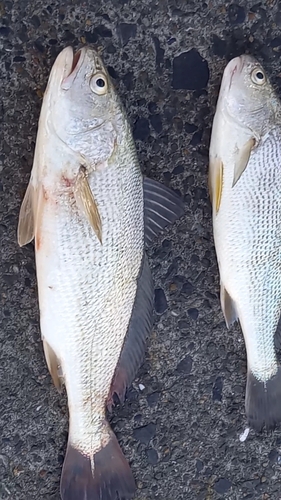 イシモチの釣果