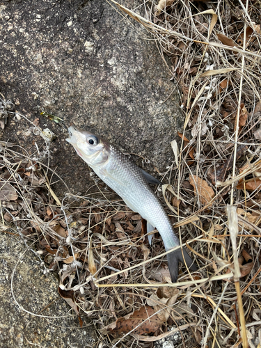 ニゴイの釣果