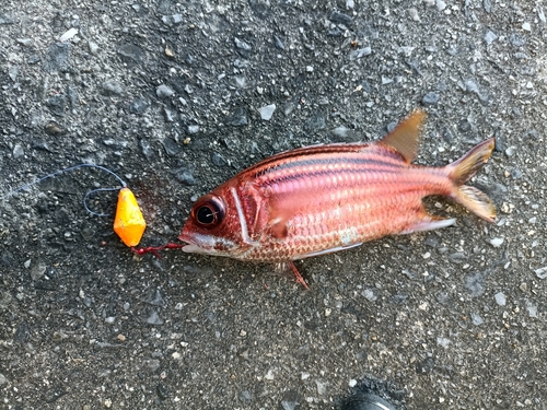 アヤメエビスの釣果