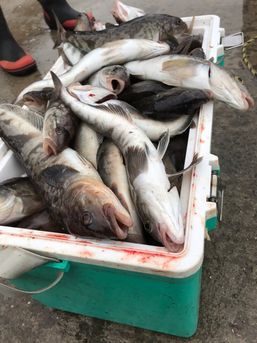 ホッケの釣果