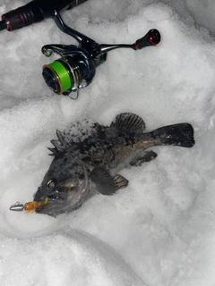 クロソイの釣果