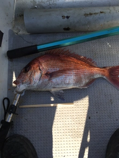 タイの釣果