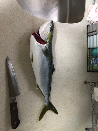 ハマチの釣果