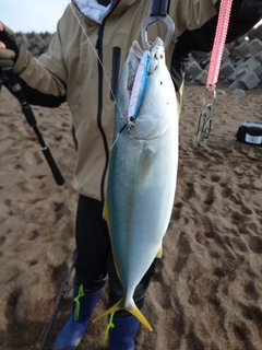 イナダの釣果