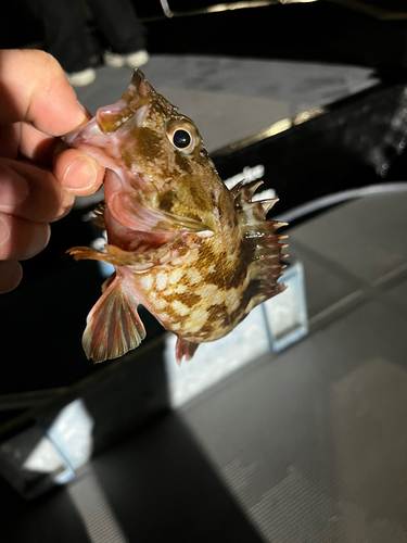 カサゴの釣果