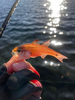 ネンブツダイの釣果