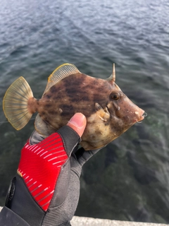 カワハギの釣果