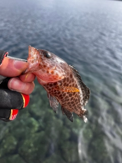 オオモンハタの釣果