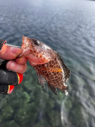 オオモンハタの釣果