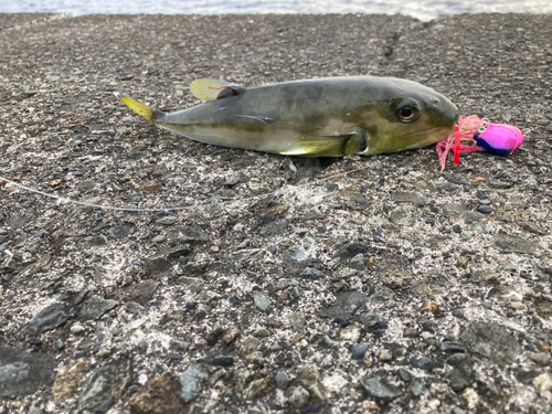 シロサバフグの釣果