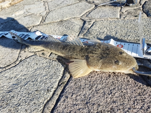 マゴチの釣果