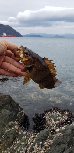 メバルの釣果