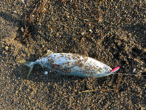 イナダの釣果