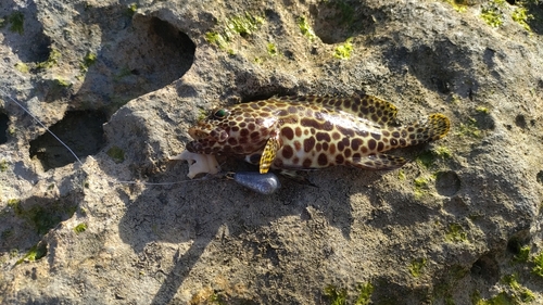 イシミーバイの釣果