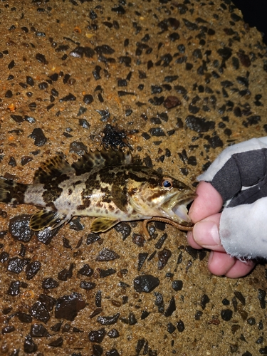 タケノコメバルの釣果