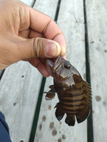 ヤミハタの釣果