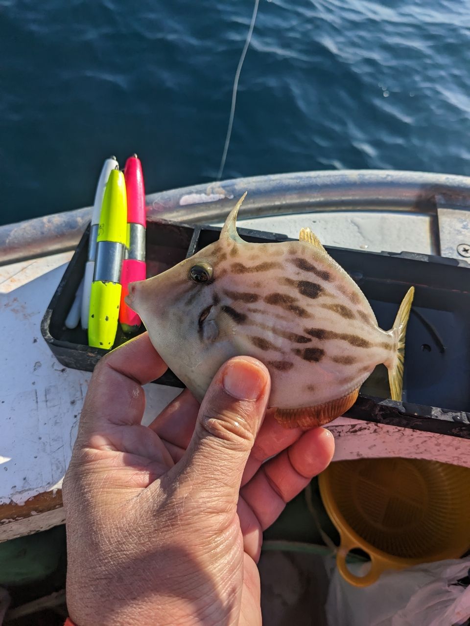 Sea Sea Rider "ジミー"さんの釣果 3枚目の画像