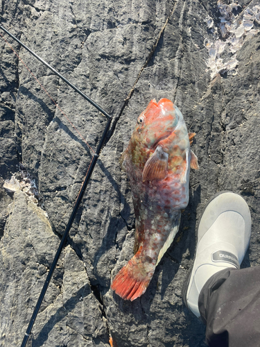 ブダイの釣果