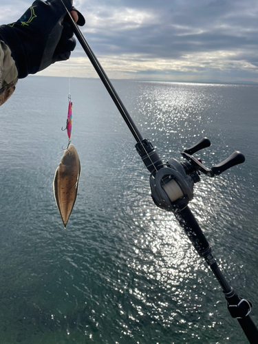 シタビラメの釣果